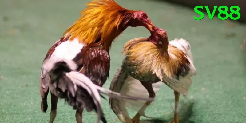 Đá Gà Trực Tiếp - sv88 - Code free